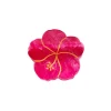 Pince à Cheveux Hibiscus